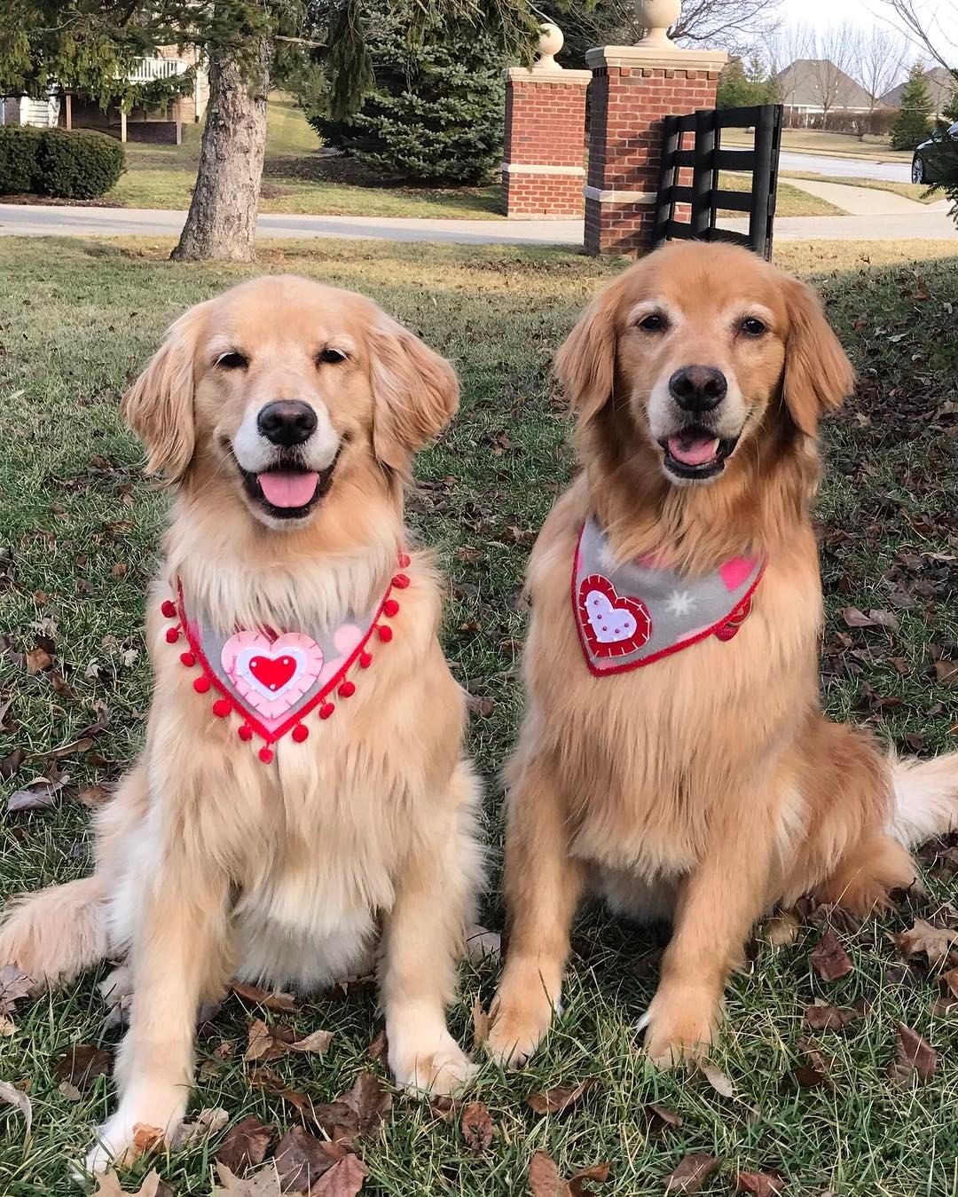 couple-dogs